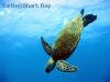 Shark Bay - Sea Turtle